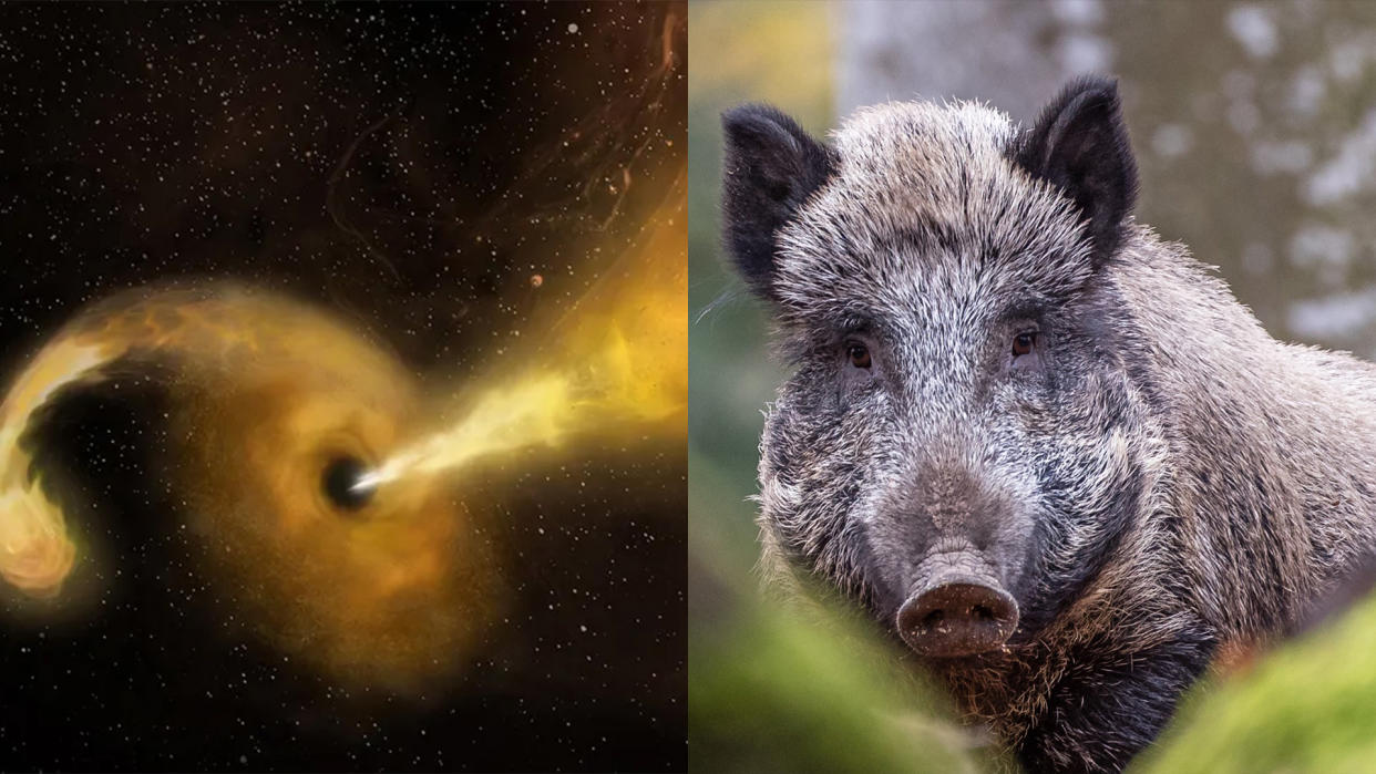  Science news this week includes black holes that "burp" star matter and radioactive wild boars. 