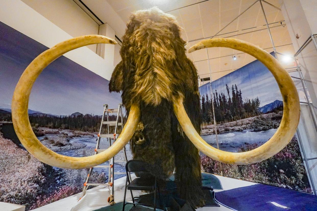 A model of a woolly mammoth with a curled-up trunk and two large tusks circling out and bending back toward its face.