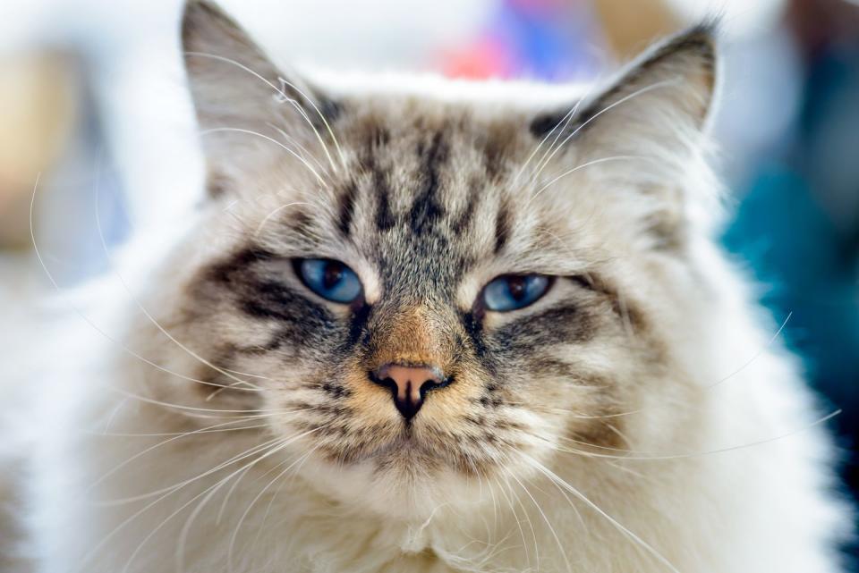 close up portrait of blue eyed long haired ragamuffin with a cream color with brown markings looking at camera and blurred background