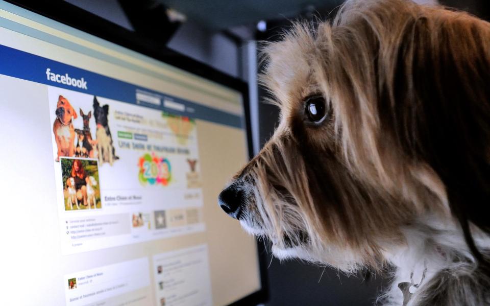 A dog stands in front of a computer screen with a facebook page opened on it, on January 4, 2013 in Lille, Northern France: DENIS CHARLET/AFP/Getty Images