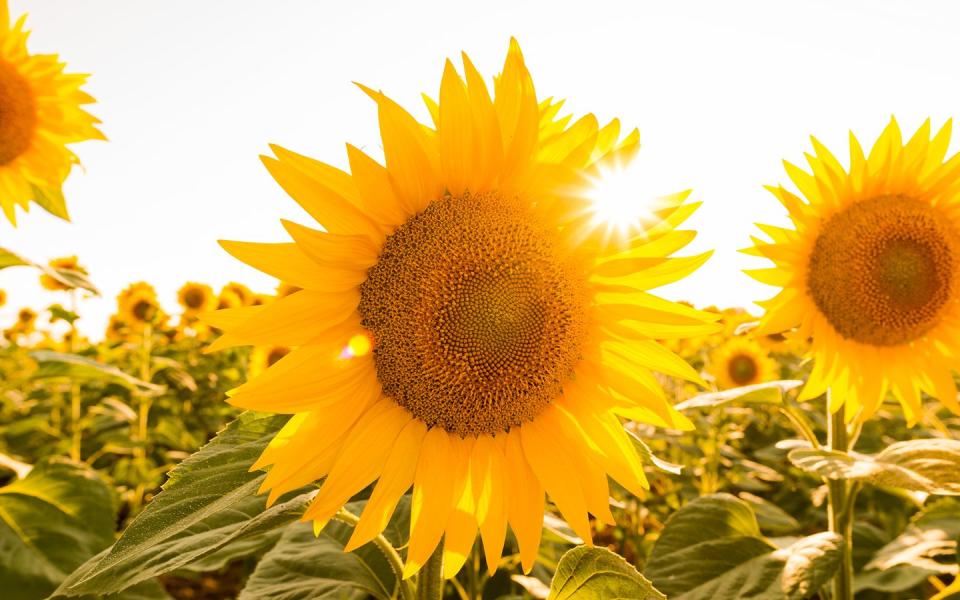 Coppal House Farm’s Sunflower Fields in Lee, New Hampshire