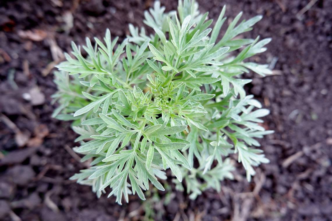 Wormwood weeds can be identified by a sage odor, yellow flowers, small leaves, a gray-green appearance and fine, silky hairs.