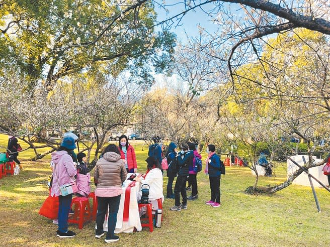 桃園市復興區角板山梅花季成功帶動山區觀光人潮。（呂筱蟬攝）