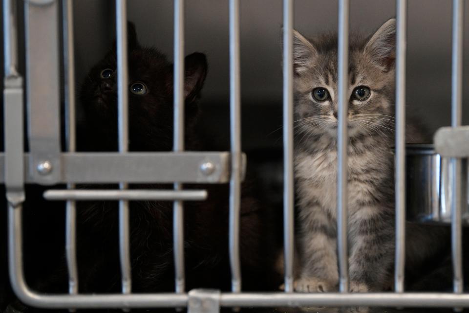 Kittens look from their cage at the Anderson County Animal Shelter in Clinton, Tenn. on Wednesday, June 8, 2022. The shelter has come under scrutiny after concerns were raised on how many animals are euthanized and the method used to put them down.