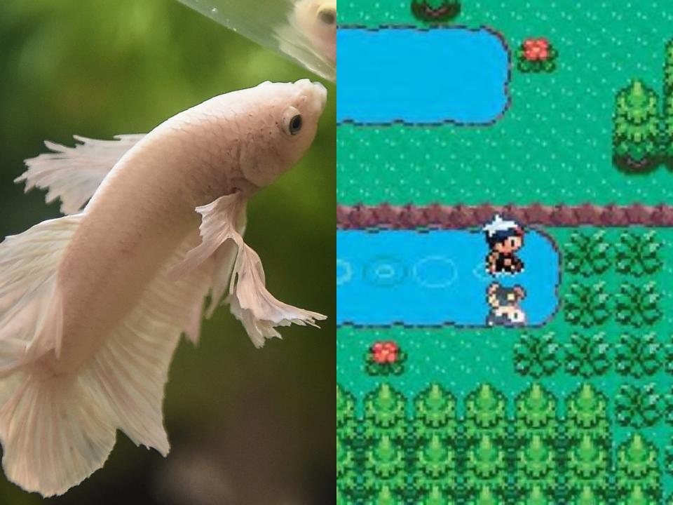 (Left) A Siamese fighting fish, and (right) a screenshot from ‘Pokemon Sapphire' (Getty/Nintendo)