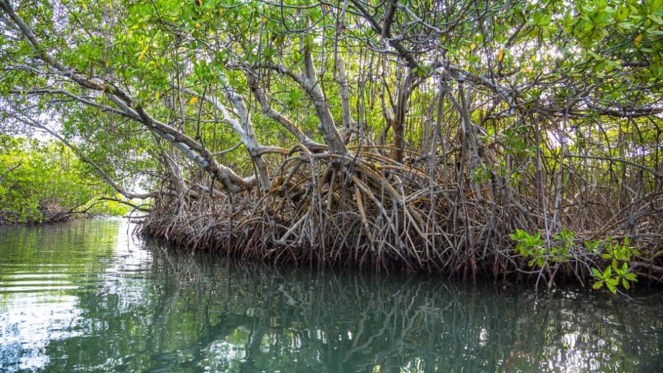 Manglares en Morrocoy, Venezuela.