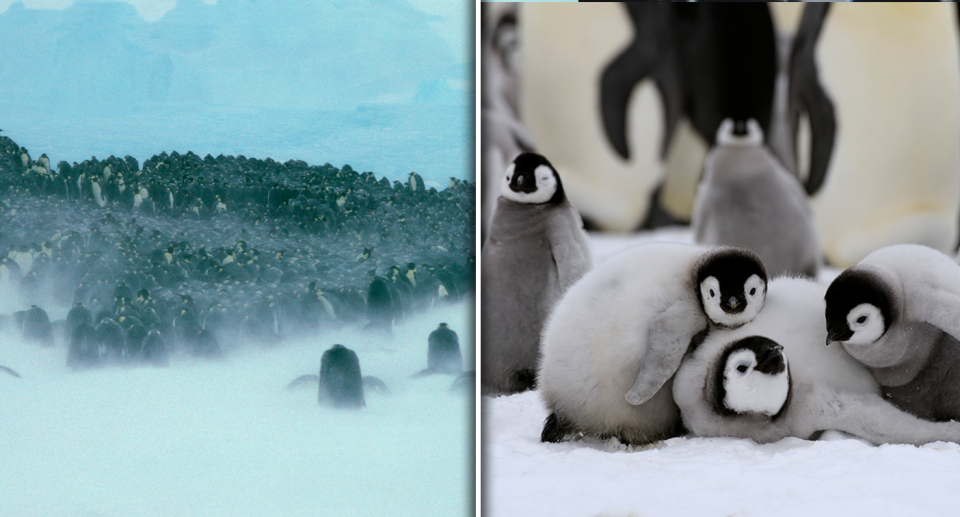 Left - a colony of emperor penguins from a distance. Right - baby emperor penguins playing.