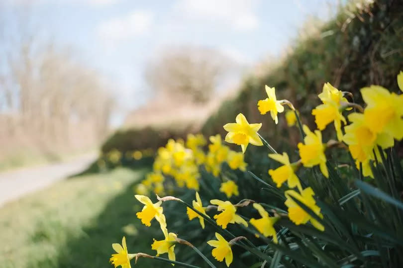 Limited depth of field image of the vivid yellow blooms of a row of daffodils.