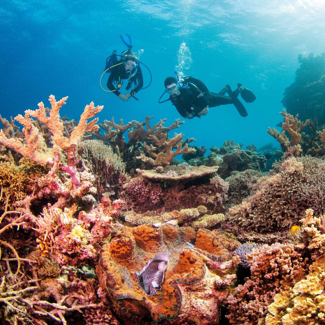 Scuba diving among the coral 