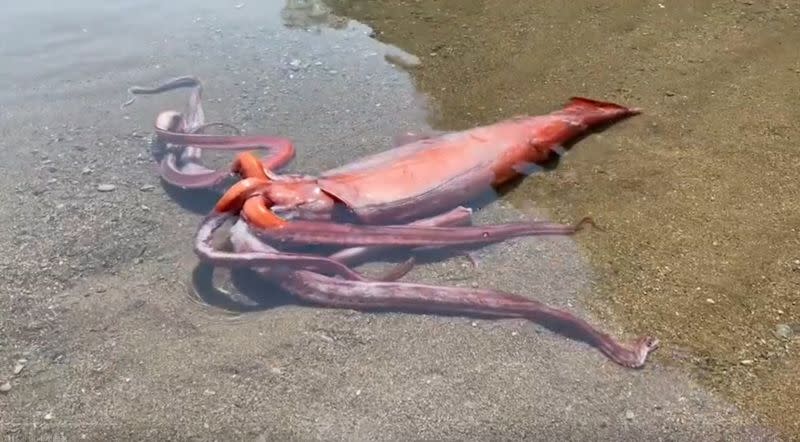 ▲水族館人員表示，若沒缺少觸手的話，大王魷魚很有可能超過４公尺長。（圖／小濱市觀光協會推特）