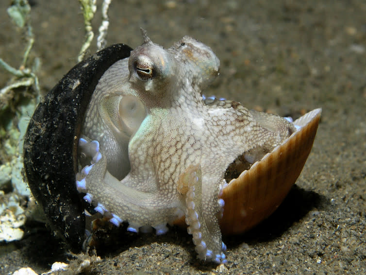 <span class="caption">An octopus using a nut shell and clam shell as shelter.</span> <span class="attribution"><span class="source">Nick Hobgood/wikipedia</span>, <a class="link " href="http://creativecommons.org/licenses/by-sa/4.0/" rel="nofollow noopener" target="_blank" data-ylk="slk:CC BY-SA;elm:context_link;itc:0;sec:content-canvas">CC BY-SA</a></span>