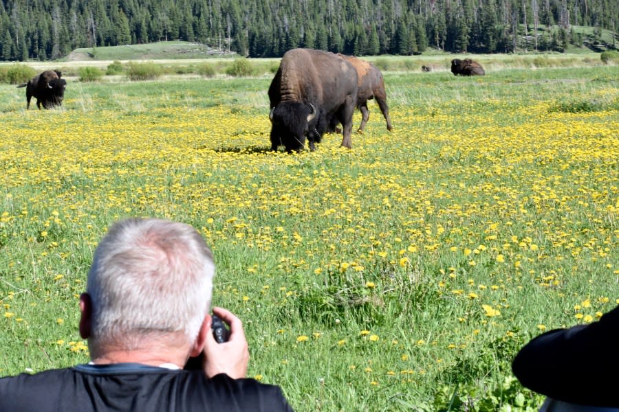 Andrew Scott of Salt Lake City, Utah, takes photographs of bison, also known as buffalo, in Yellowstone National Park, June 13, 2024, near Cooke City, Mont. A rare sighting of a white buffalo calf in Yellowstone’s Lamar Valley has spurred visitors to try to catch a glimpse of the animal. (AP Photo/Matthew Brown)