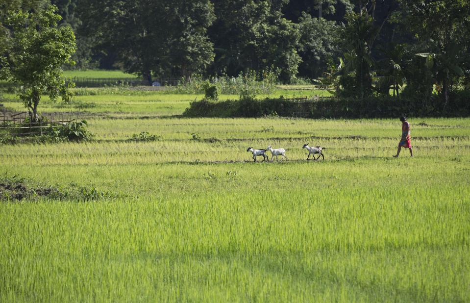 In this Aug. 7, 2018 photo, an Indian girl walks with goats through a paddy field in Majuli, in the northeastern Indian state of Assam. Majuli is said to be one of the largest river islands in the world, surrounded by the fast-moving waters of the massive, though braided, Brahmaputra river. Official data shows that Majuli has shrunk to nearly two-thirds of its original size and the situation is getting worse with increasingly erratic weather patterns and bursts of intense rainfall. (AP Photo/Anupam Nath)