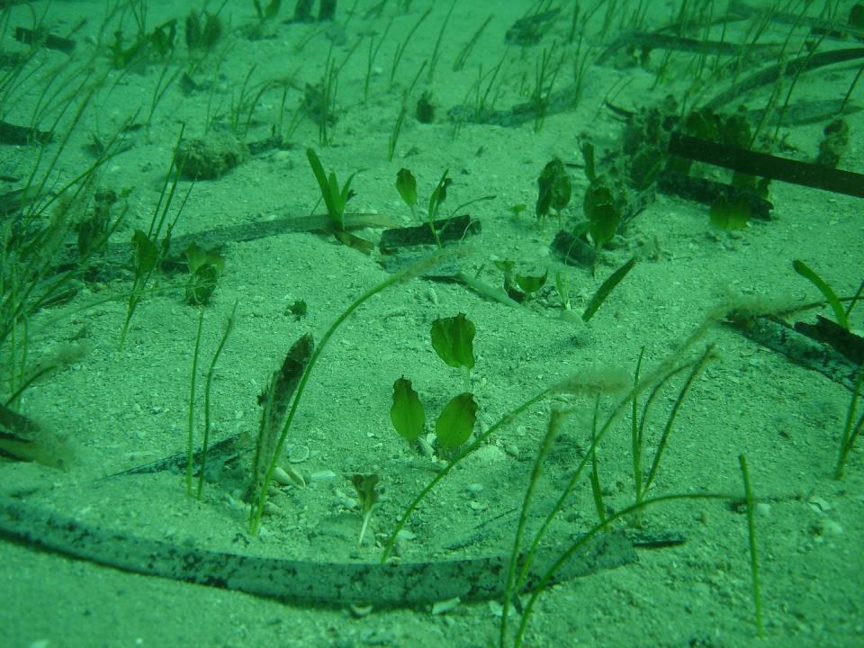 Sandy bottom with sparse sea grass tufts