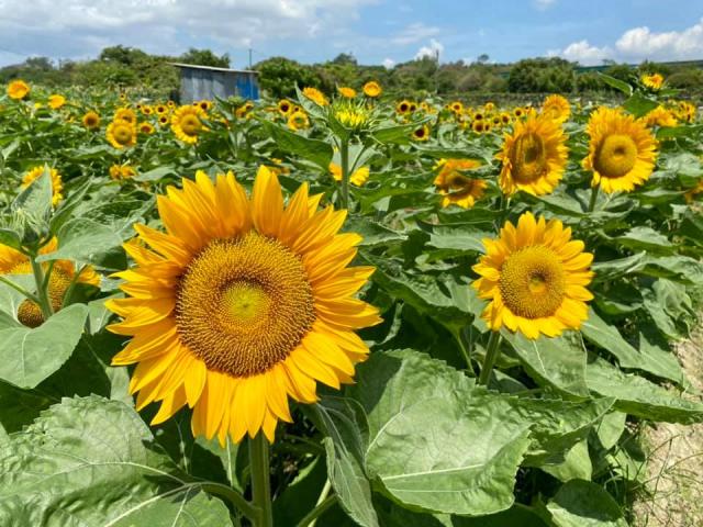 元朗信芯園偽日本遊向日葵花海盛放 超多打卡位赤色鳥居 櫻花園 油子傘 藤花隧道丨附交通及餐廳推介