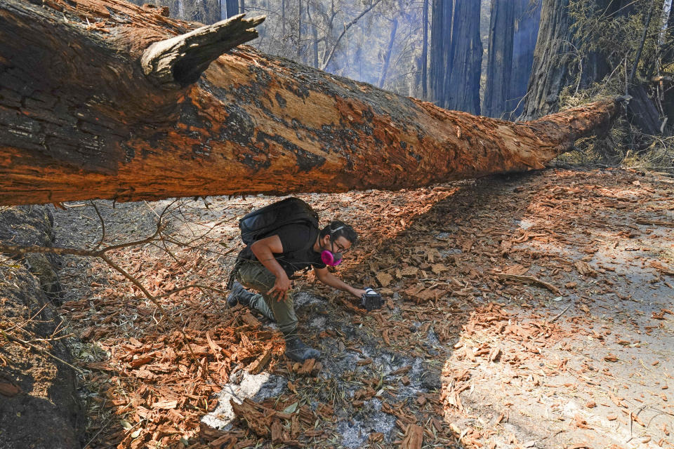 Independent journalist Eric Ananmalay crosses under a fallen tree Monday, Aug. 24, 2020, in Big Basin Redwoods State Park, Calif. The CZU Lightning Complex wildfire tore through the park but most of the redwoods, some as old as 2,000 years, were still standing. (AP Photo/Marcio Jose Sanchez)