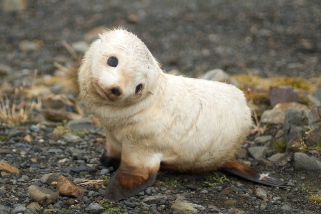 <em>The headless bodies of the baby fur seals were discovered by a tourism operator (Wikipedia/stock photo)</em>