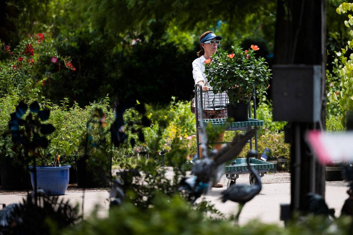 Tammy Swofford shops for plants as temperatures rise above 100 degrees Thursday, July 21, 2022, at Calloway’s Nursery in Fort Worth.