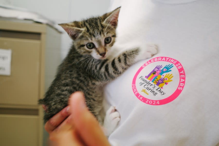 Adoptable Kitten Finnley (photo: Cristina Byrne, WHNT)