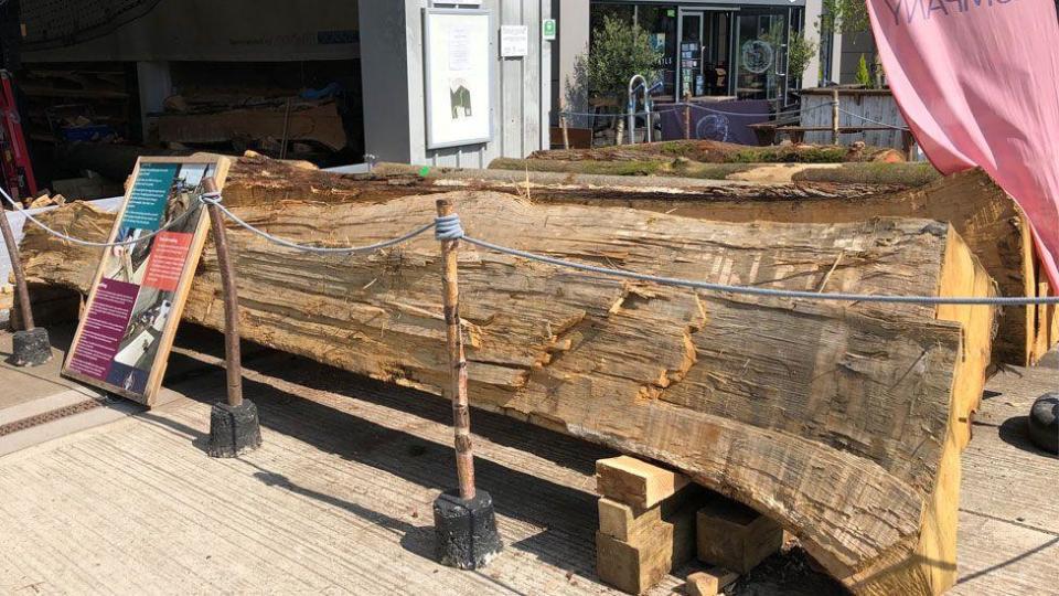 Two quarter of an oak tree trunk lying on the ground at the Waterbridge waterfront, Suffolk 