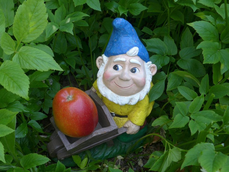 small gnome pushing a wheel barrel with an apple in it in a garden