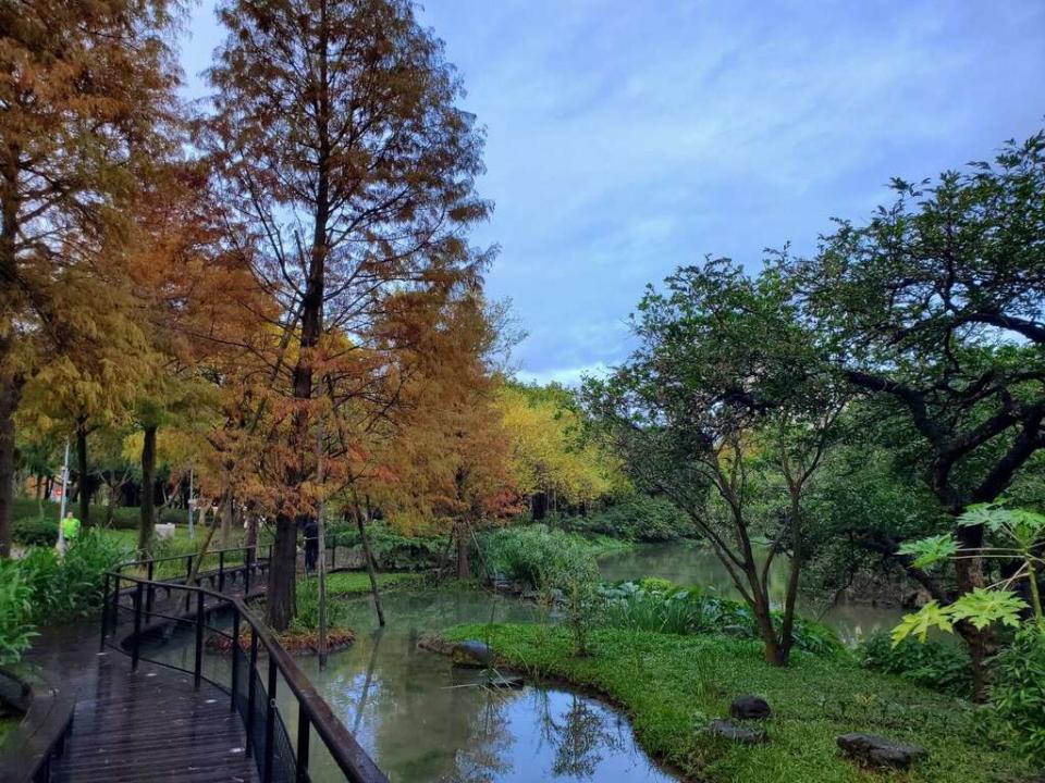 大安森林公園大生態池旁落羽松已然變色。   圖：台北工務局／提供