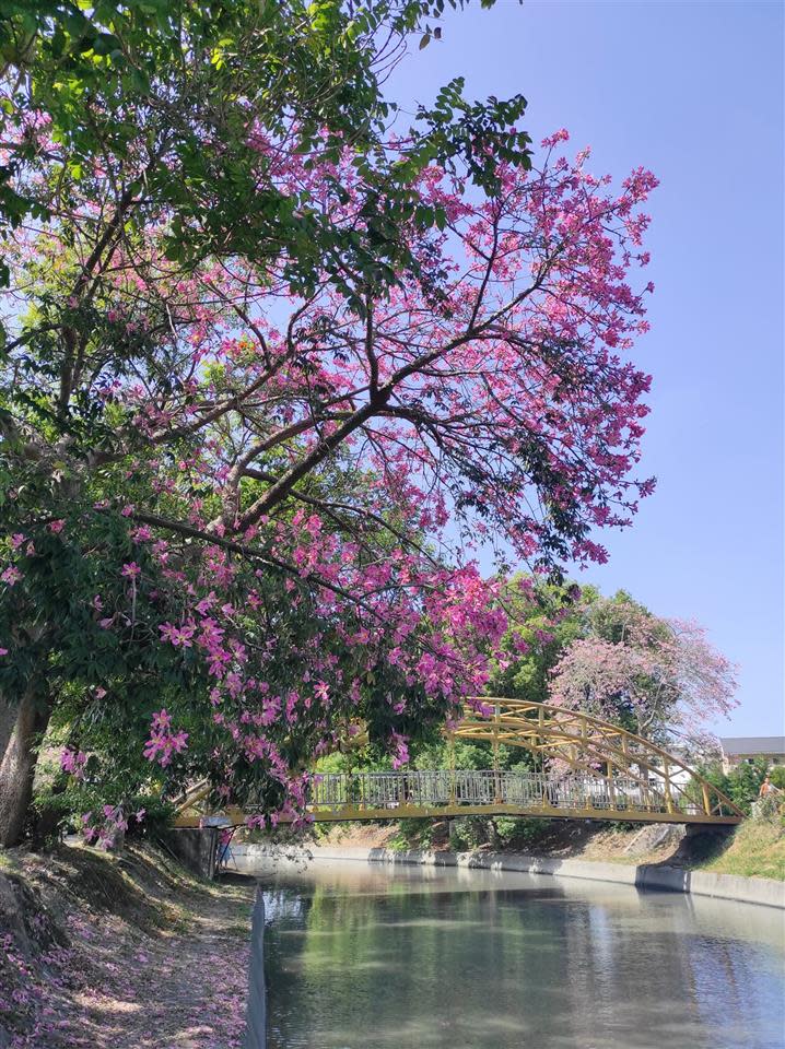 北斗河濱公園美人樹（圖片來源：彰化縣政府）