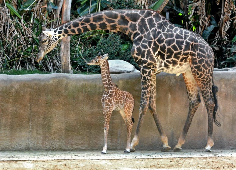 Phillip, a Masai giraffe, sticks close to his offspring born Oct. 5, a female calf.