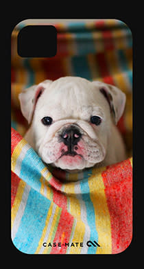 English Bulldog