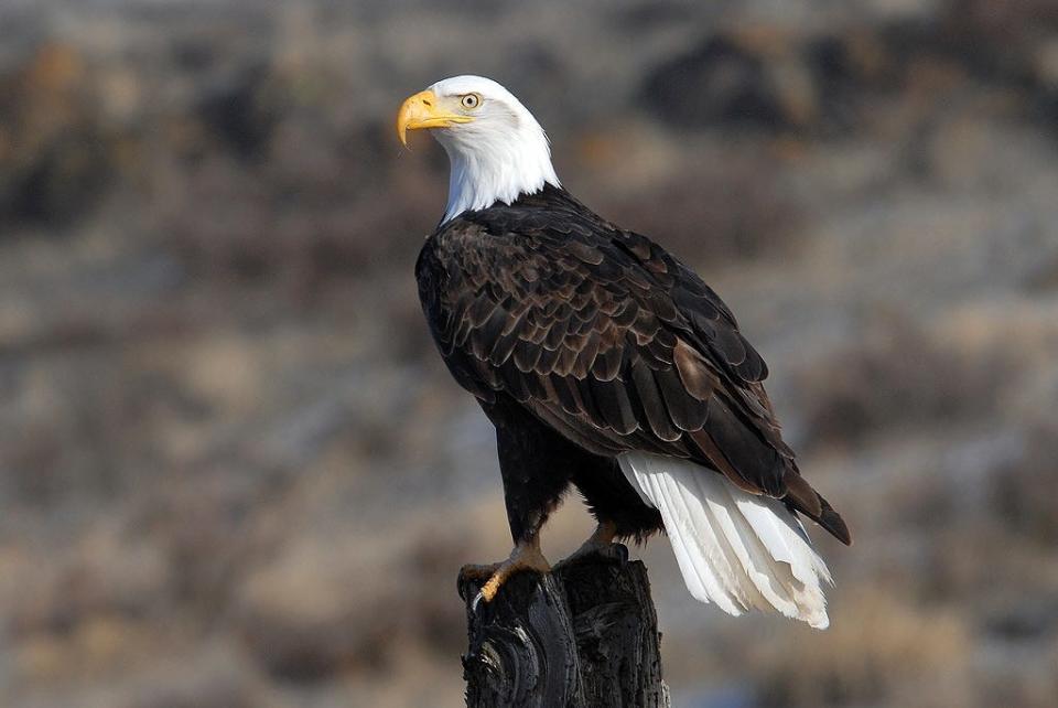 American bald eagles are considered one of the biggest success stories of the Endangered Species Act, signed into law on Dec. 28, 1973.