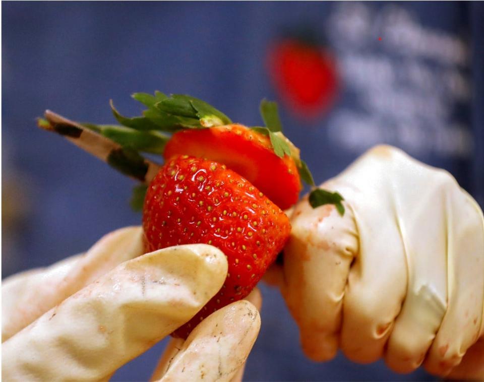 Mary Werstein cuts off the top of the strawberry including the stem as she prepares the berry to be processed at St. Clement Catholic Church in Plant City, Florida February 25, 2019. The church is one of three vendors supplying festival goers with strawberry shortcake. This is St. Clement's 46th year of participating. [PIERRE DUCHARME/THE LEDGER]