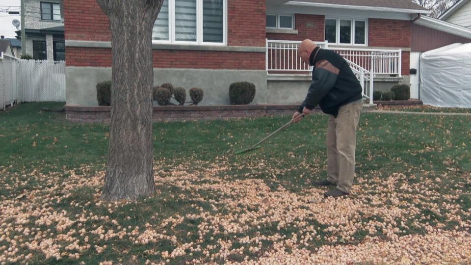 During the fall months, Dino Delisi says he can be outside for nearly two hours raking up the ginkgo seeds that fall on his lawn.