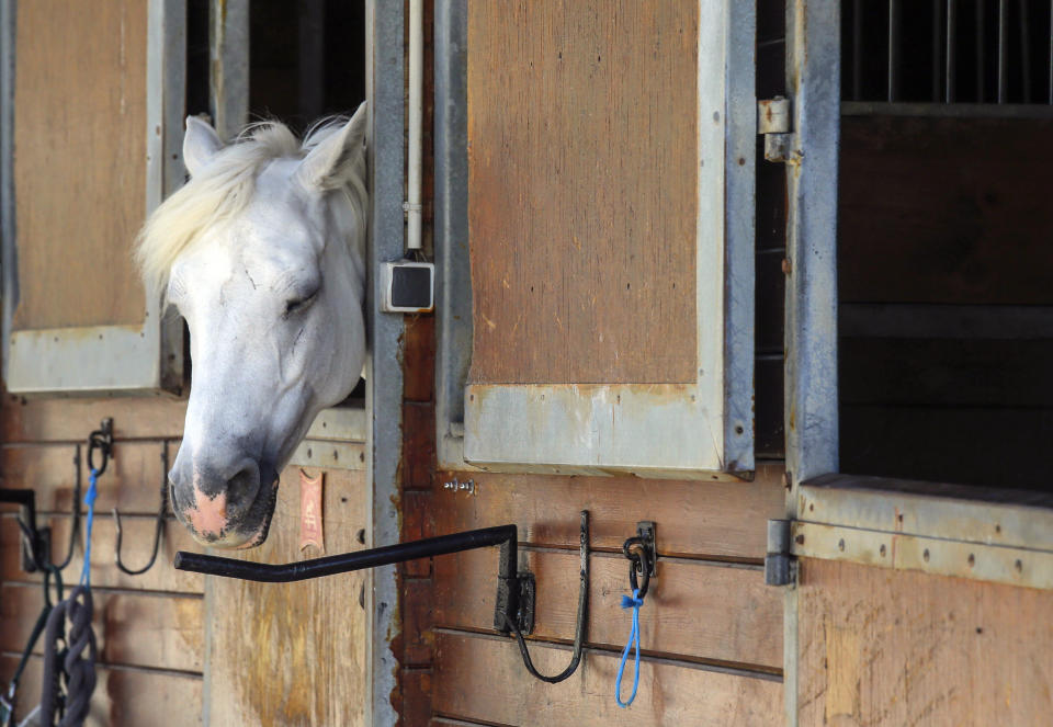 A horse stands in a box at a equestrian club in Les Yvelines, French department west of Paris, Friday, Aug. 28, 2020. Armed with knives, some knowledge of their prey and a large dose of cruelty, attackers are going after horses and ponies in pastures across France in what may be ritual mutilations. Police are stymied by the macabre attacks that include slashings and worse. Most often, an ear, usually the right one, has been cut off, recalling the matador’s trophy in a bullring. (AP Photo/Michel Euler)