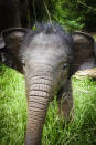 <p>A baby elephant poses for the photographer. (Bobby-Jo Clow/Caters News Agency) </p>