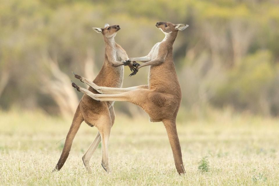 Two kangaroos jumping at each other. One kicks at the other, but misses.