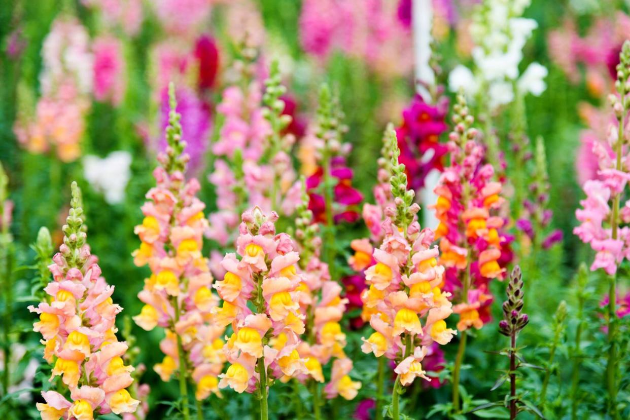 how to grow snapdragon flowers
