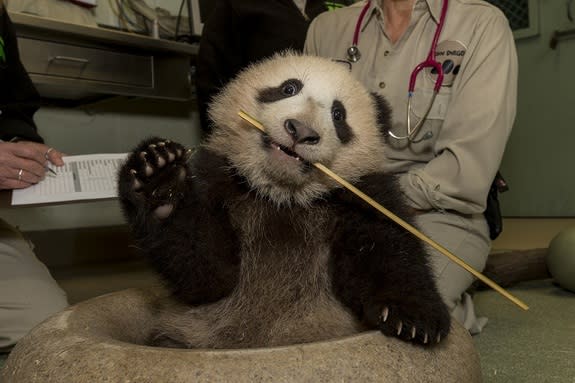 Xiao Liwu looks like he's waving while holding a piece of bamboo in his mouth.