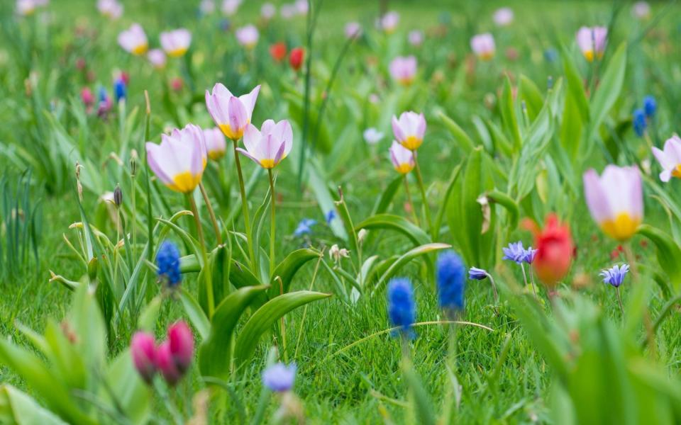 Feeringbury Manor boasts an array of small species tulips, so delicate compared with their better-known but blowsier relations - Nicola Stocken