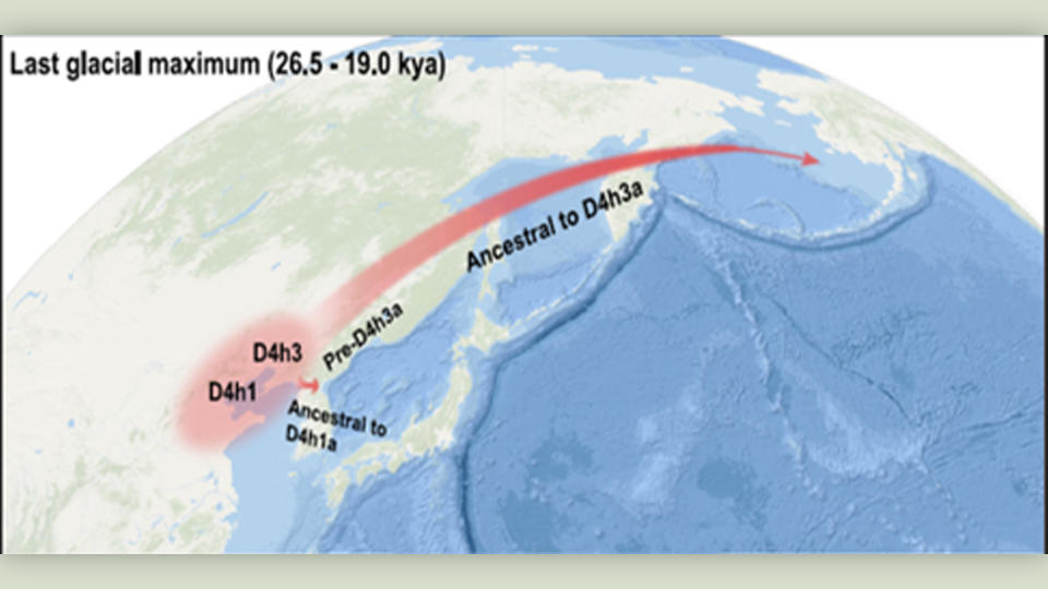 Here we see a map of Asia and North America, with two red lines tracing the maternal lineage of people from China into Japan and the Americas during the last glacial maximum, between 25,500 and 19,000 years ago.