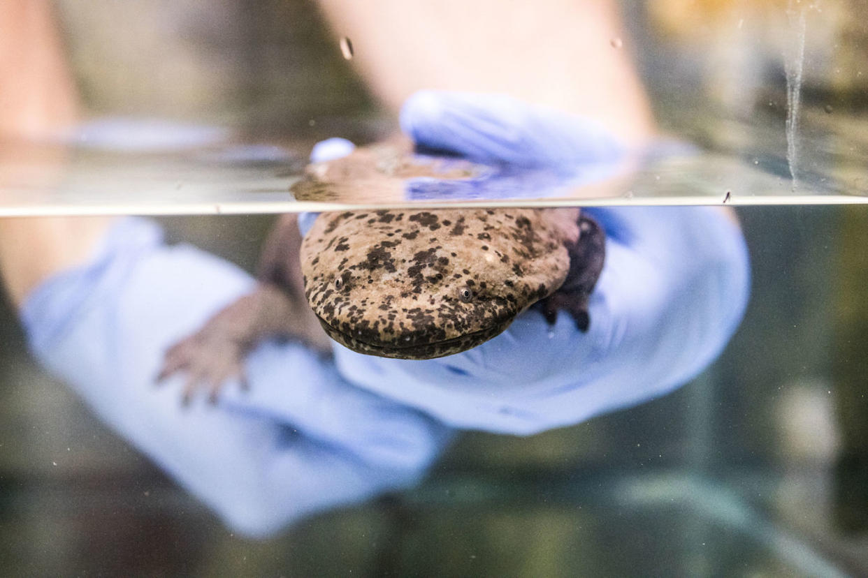 Researchers found three distinct genetic lineages in salamanders across China (Picture: PA)