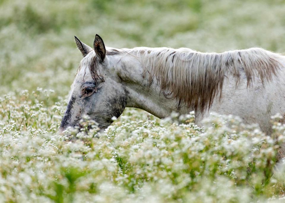 A Broadfoot mare makes her way through a field of flowers in Shannon County.