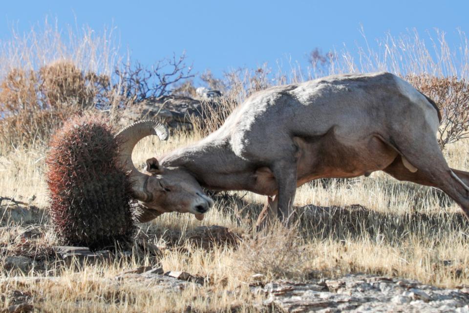 A bighorn sheep butts against a cactus on Dec. 20, 2020, on the South Lykken Trail in Palm Springs. The sheep was part of a herd grazing along the trail.