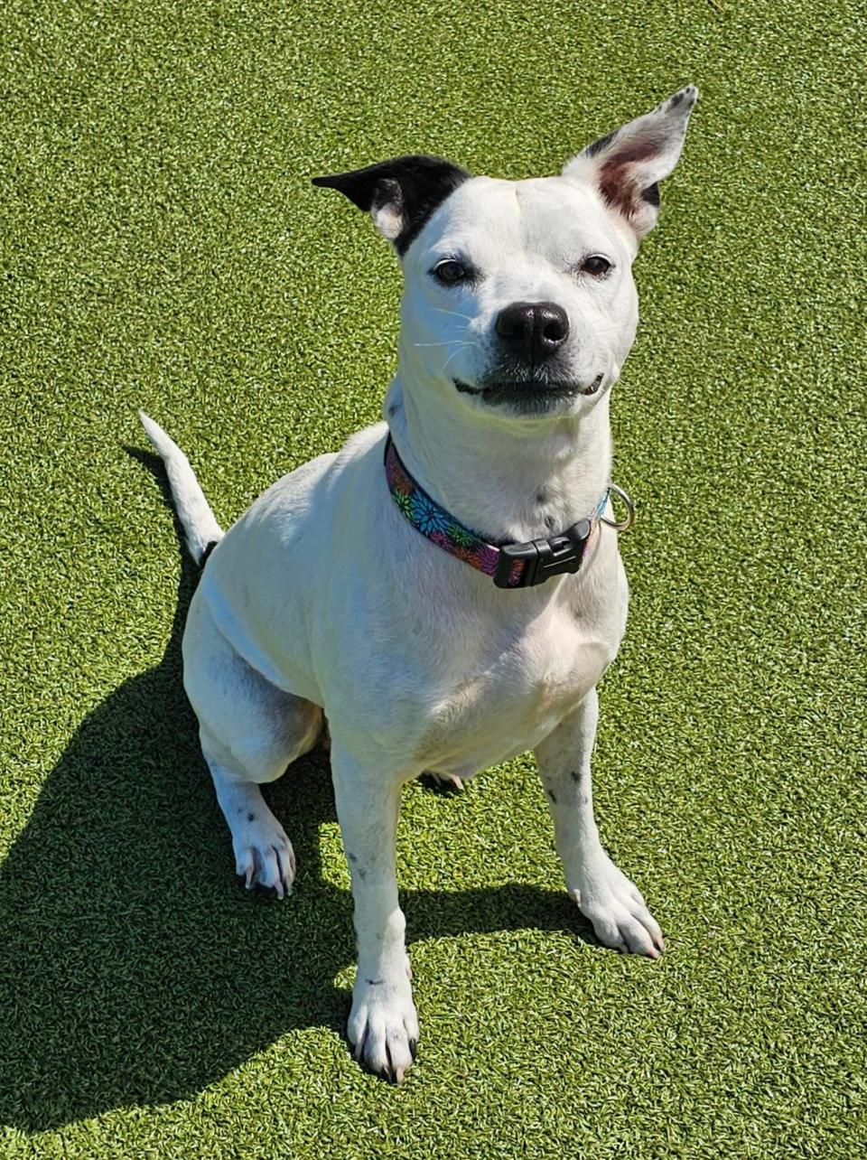 Clover was brought in as a stray and needed to a mass removed from her mammary gland. She also had two teeth extracted, the rest cleaned and scaled and hookworms removed. Now she’s ready to start a new life with a family. Clover’s an active pup who loves water.