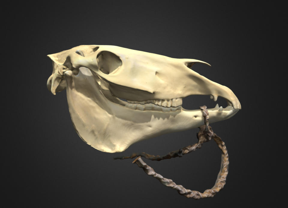 This photo provided by researcher William T. Taylor shows a three-dimensional model of horse skull in Boulder, Colo., in 2023, outfitted with a replica rawhide rope bridle, similar to those used by many Plains horse riders. In a study published Thursday, March 30, 2023, in the journalScience, a new analysis of horse bones gathered from museums across the Great Plains and northern Rockies has revealed that horses were present in the grasslands by the early 1600s, an earlier date than many written histories suggest. (William T. Taylor via AP)