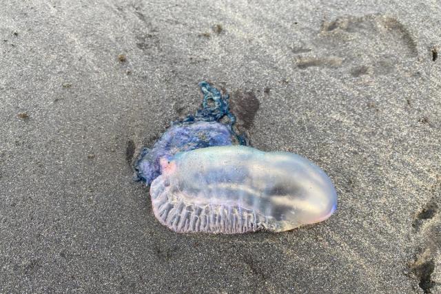 The blue bottles are coming, but what exactly are these creatures?