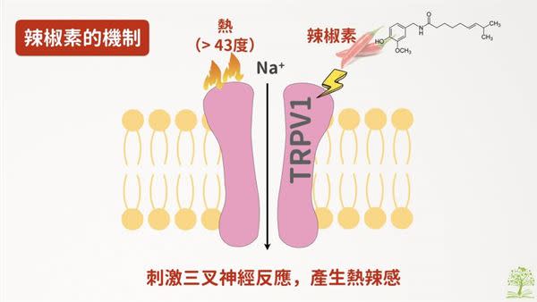 （圖片／好食課林世航營養師提供）