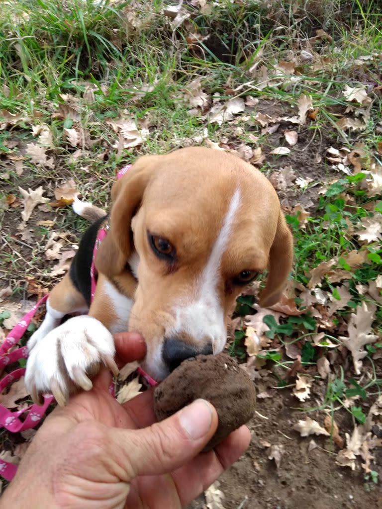 Uno de los perros con la trufa