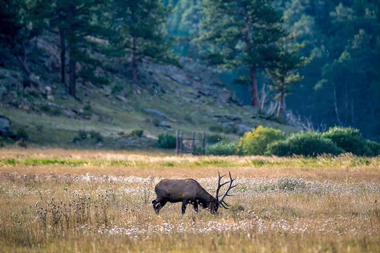 A bull elk grazes at Moraine Park in Rocky Mountain National Park on Sept. 14, 2022.