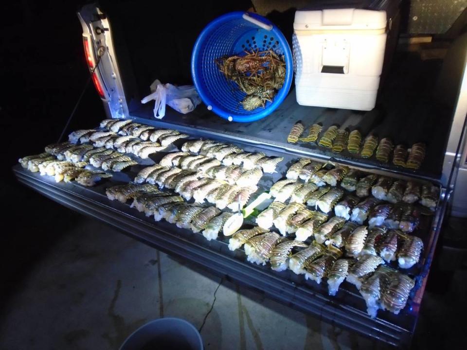 Undersized lobsters and undersized wrung lobster tails are arranged in the back of a Florida Fish and Wildlife Conservation Commission truck Saturday, Oct. 23, 2021.