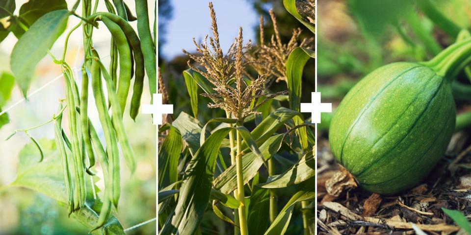 <p>This Native American example of companion planting is often called the "Three Sisters." Corn gives the beans a place to climb. Beans convert atmospheric nitrogen to a form the plants can use. The spreading leaves of squash or pumpkin create a living mulch that reduces weeds and holds moisture.</p>